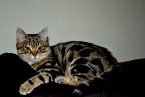 BENJI (1)
